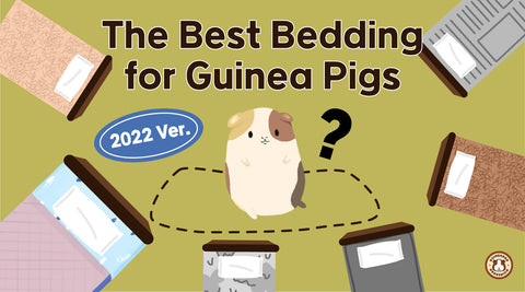 Best bedding for guinea pigs