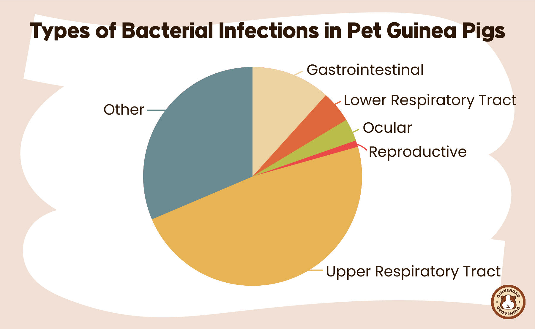 Types of Bacterial Infections in Pet Guinea Pigs