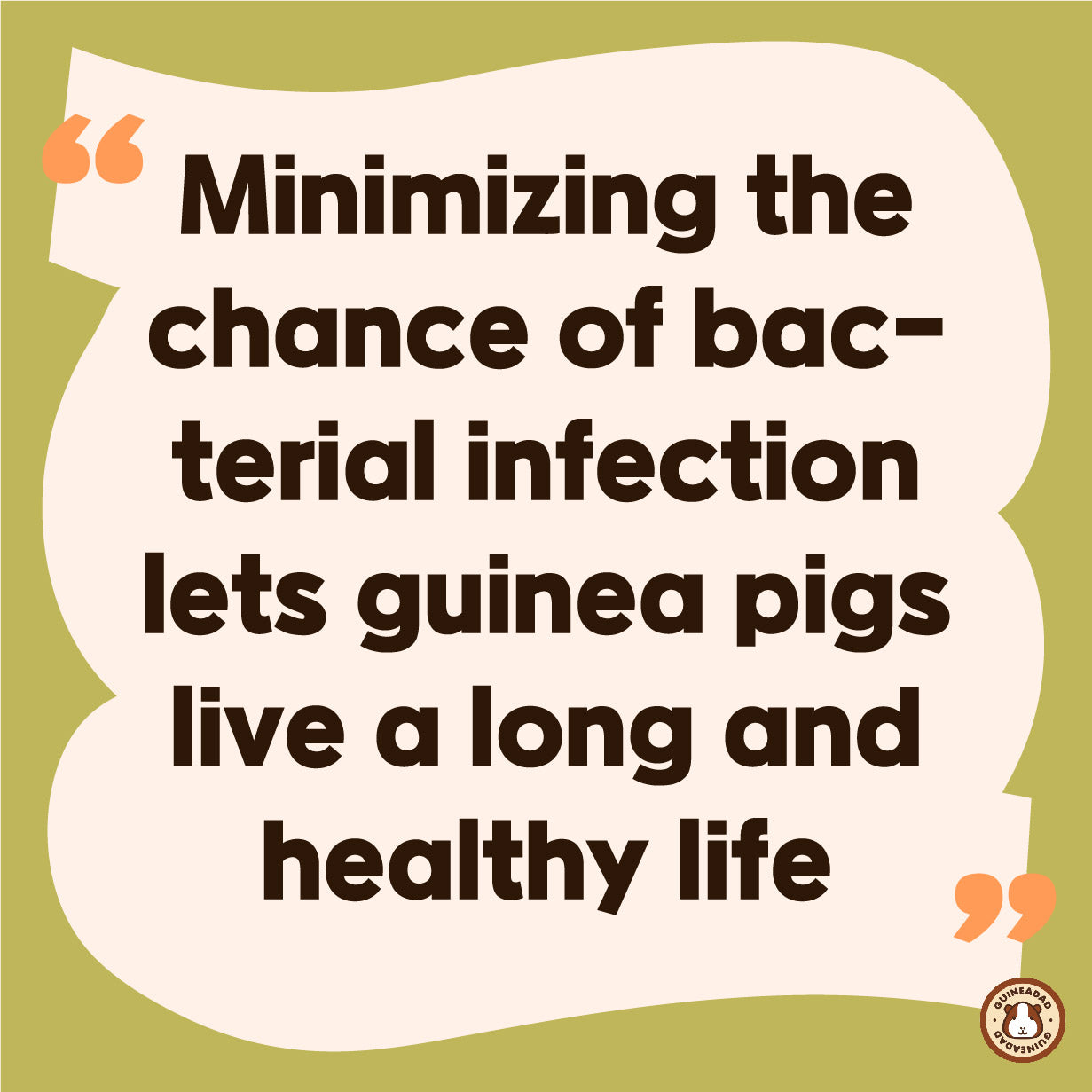 Minimizing the chance of bacterial infection lets guinea pigs live a long and healthy life