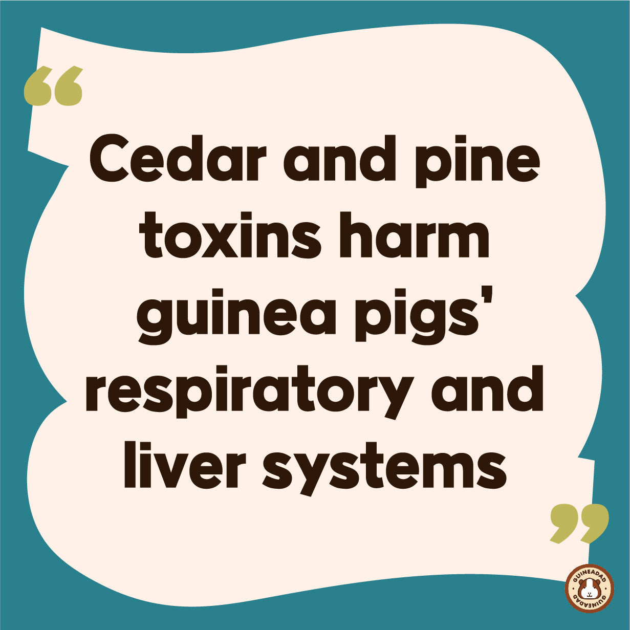 Cedar and pine toxins harm guinea pigs’  respiratory and liver systems