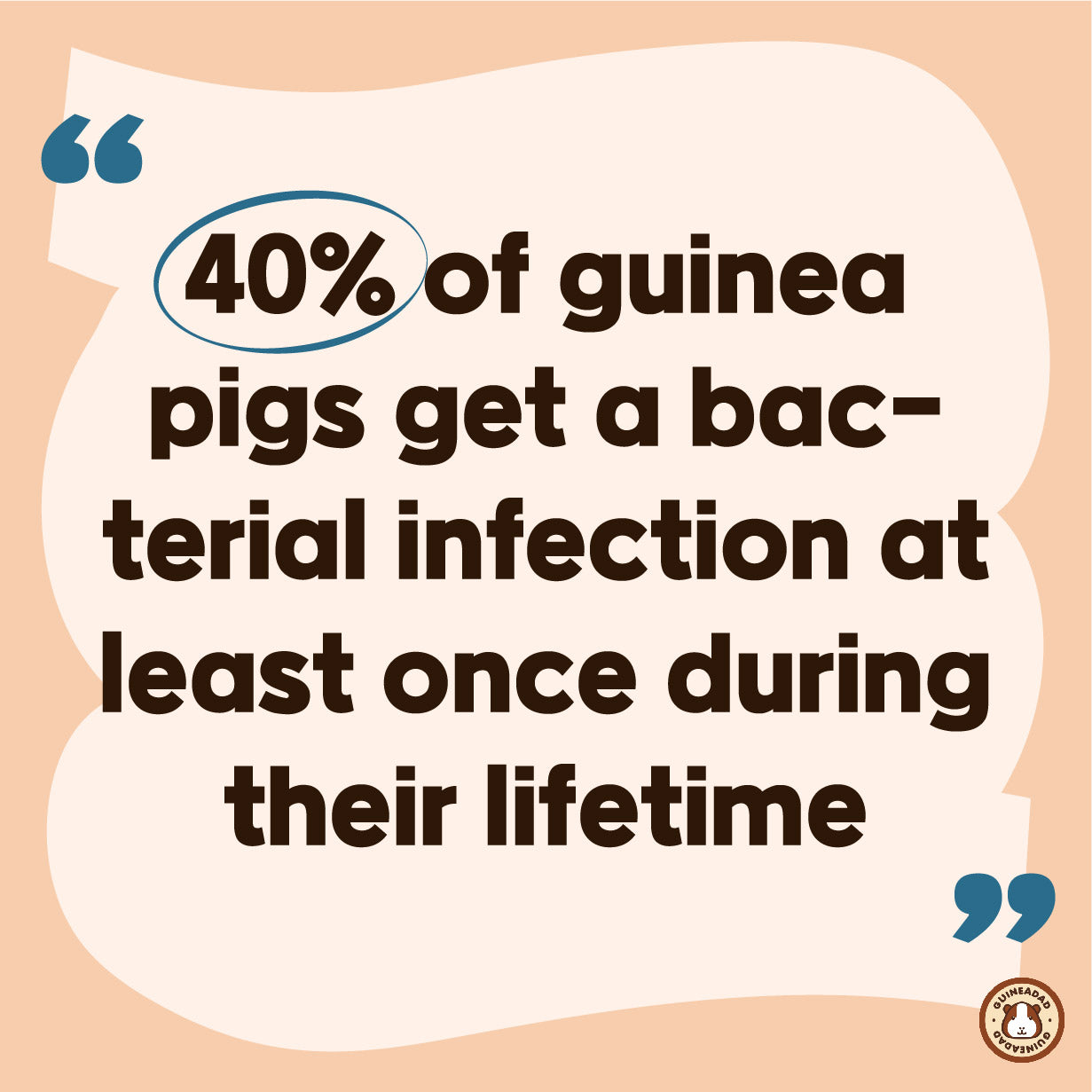 40% of guinea pigs get a bacterial infection at least once during their lifetime