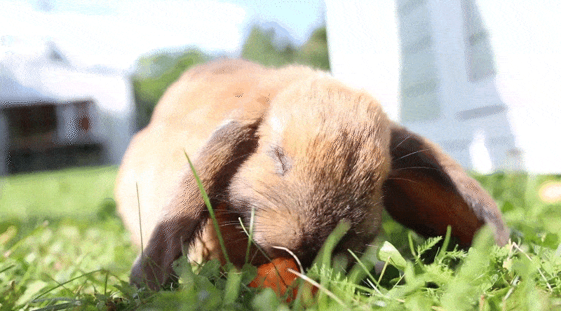 A Rabbit Eating A Carrot