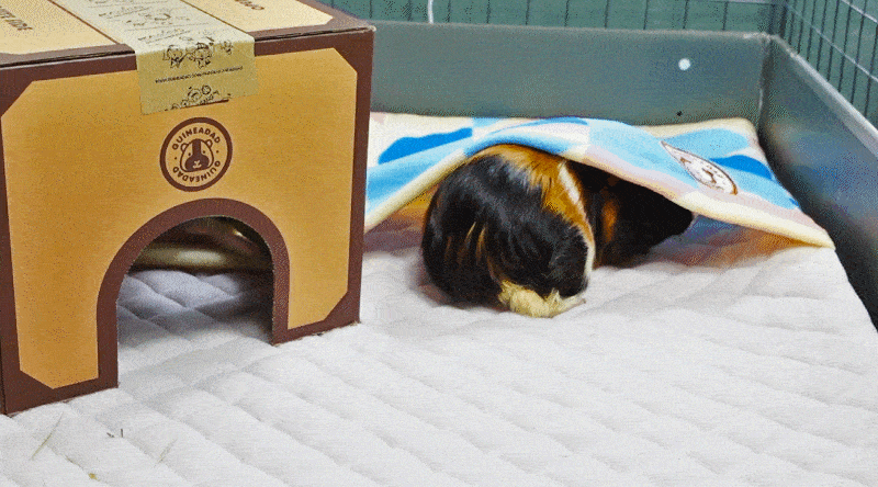 A Guinea Pig Coming Out from GuineaDad's Premium Liner