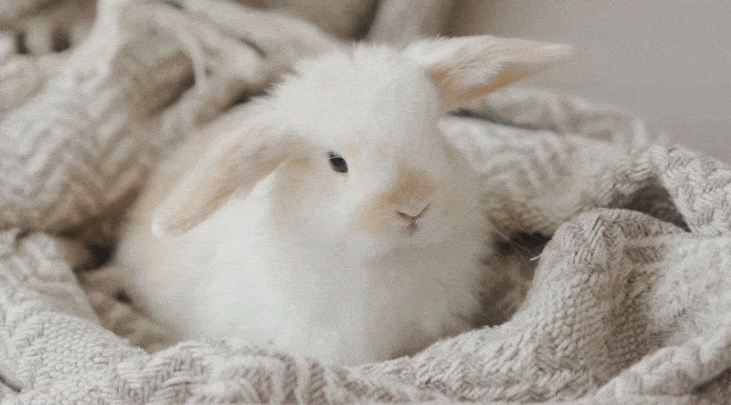 A Rabbit in a Blanket
