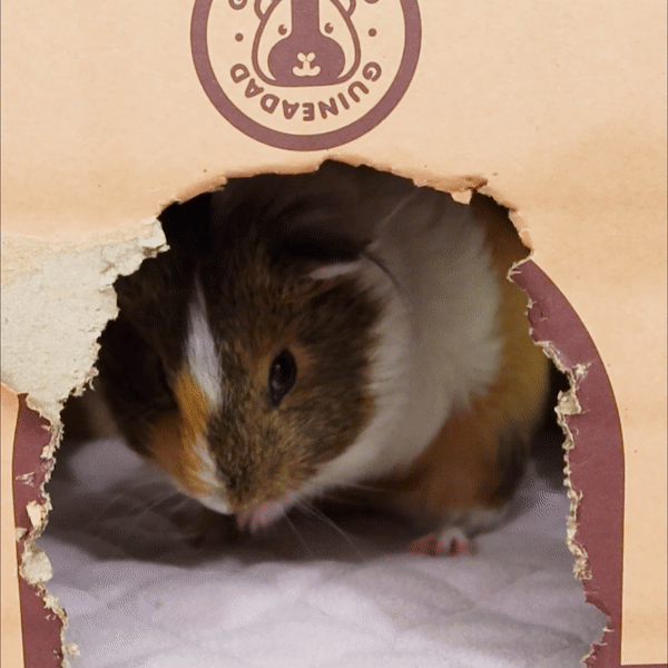 A Grooming Guinea Pig in GuineaDad's Crunchy Condo