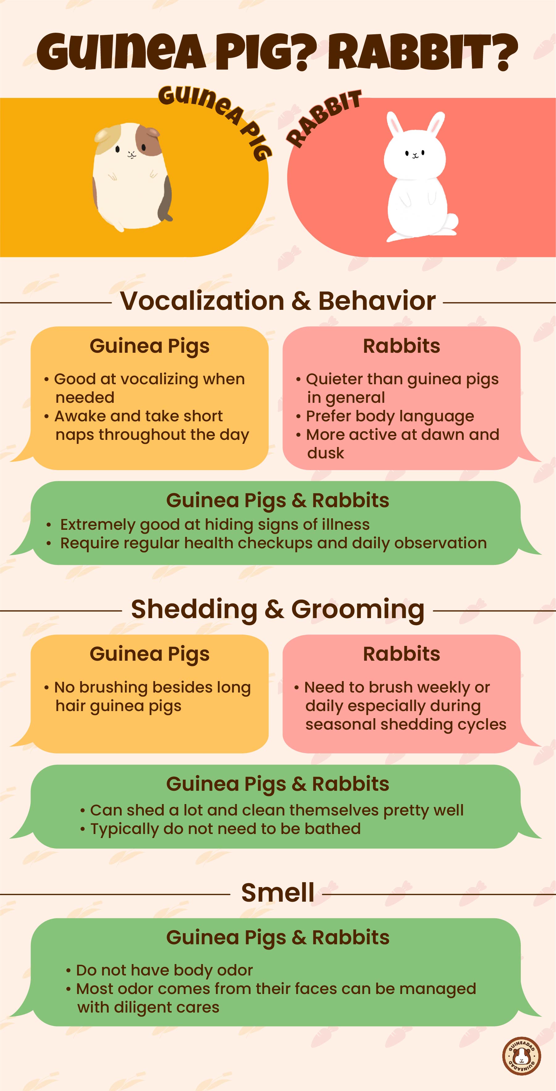 Guinea Pig VS. Rabbit Which Pet Should I Get? Infographic2