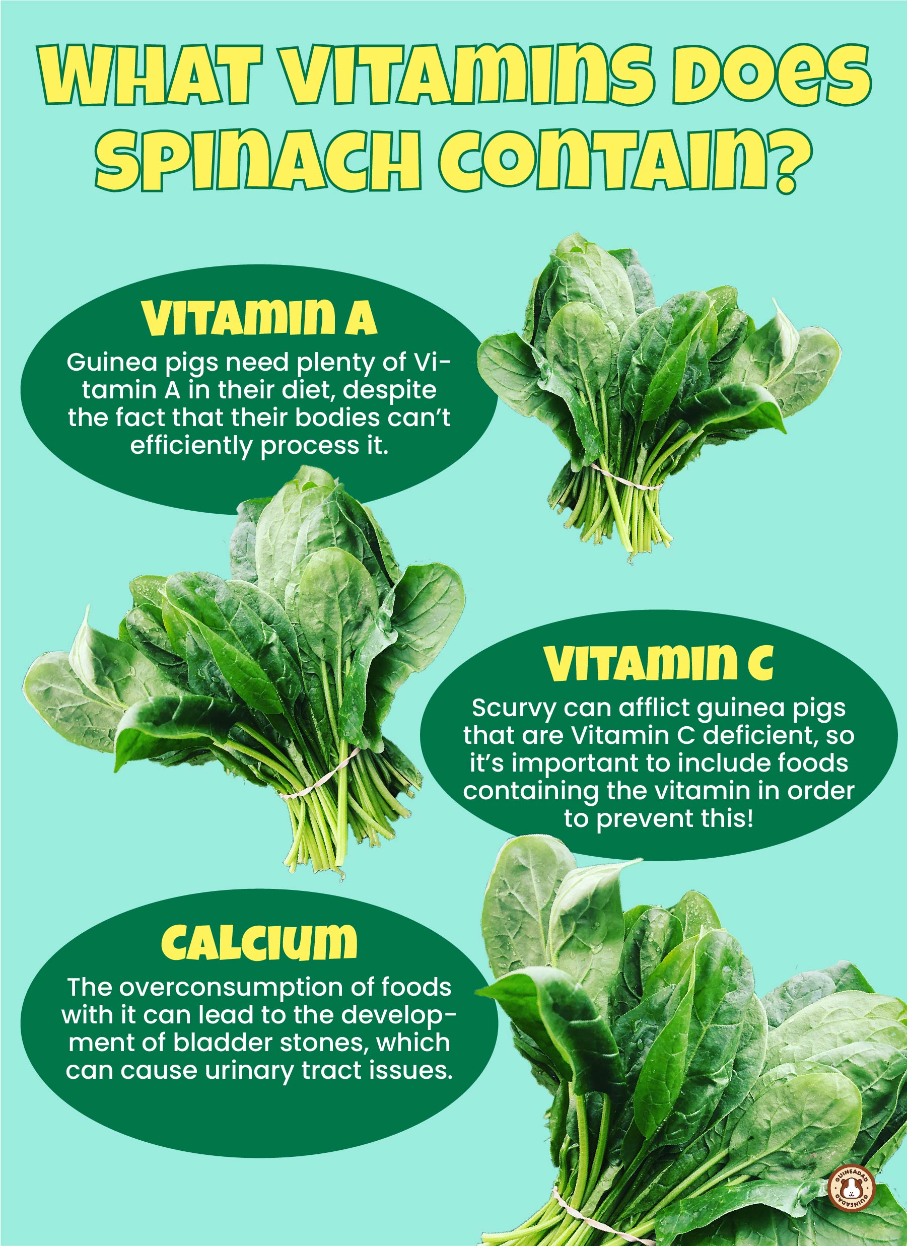 Can Guinea Pigs Eat Spinach? Infographic
