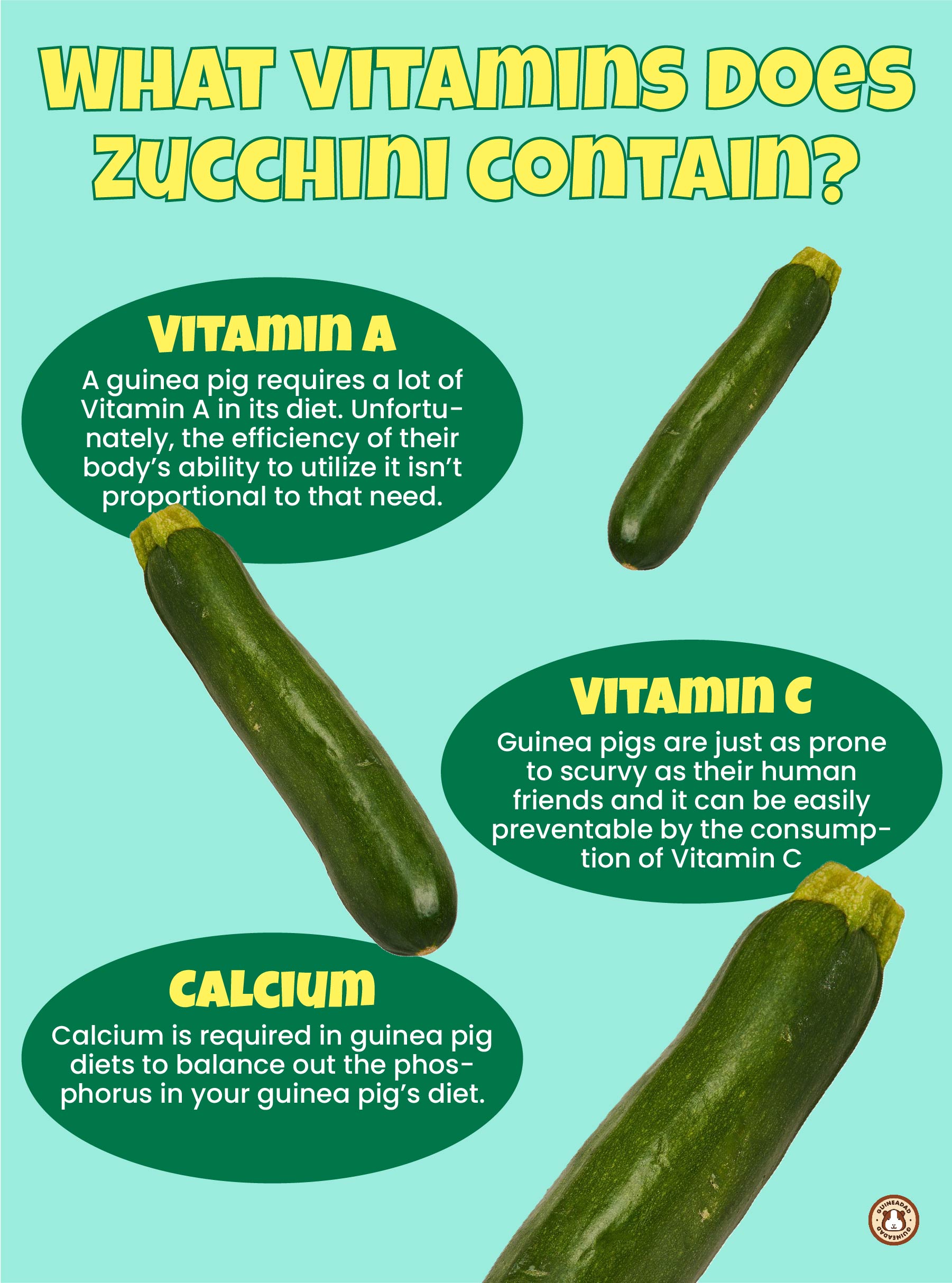 Can Guinea Pigs Eat Zucchini? Infograhpic