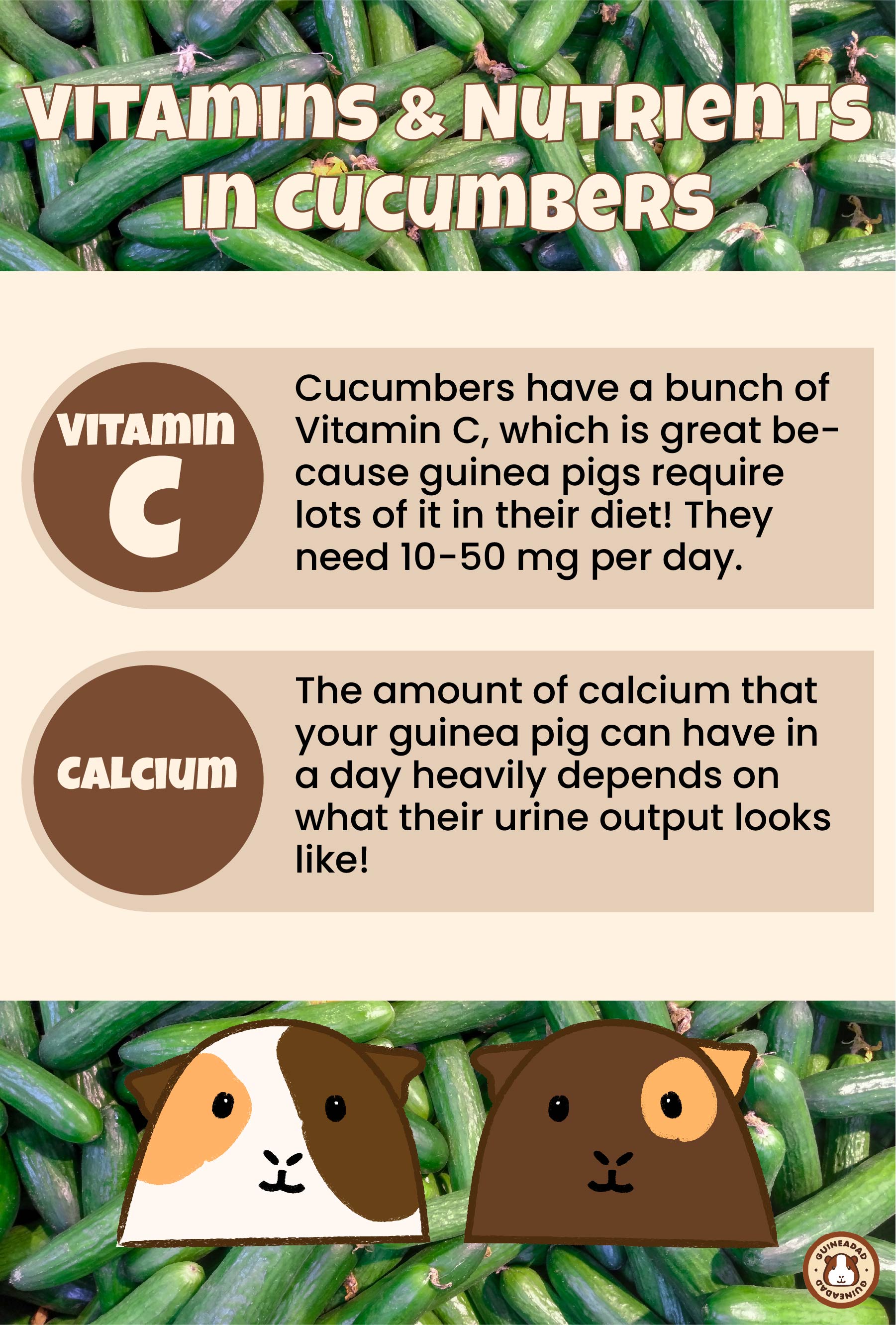 Infographic showing the vitamins and nutrients in cucumbers for guinea pigs