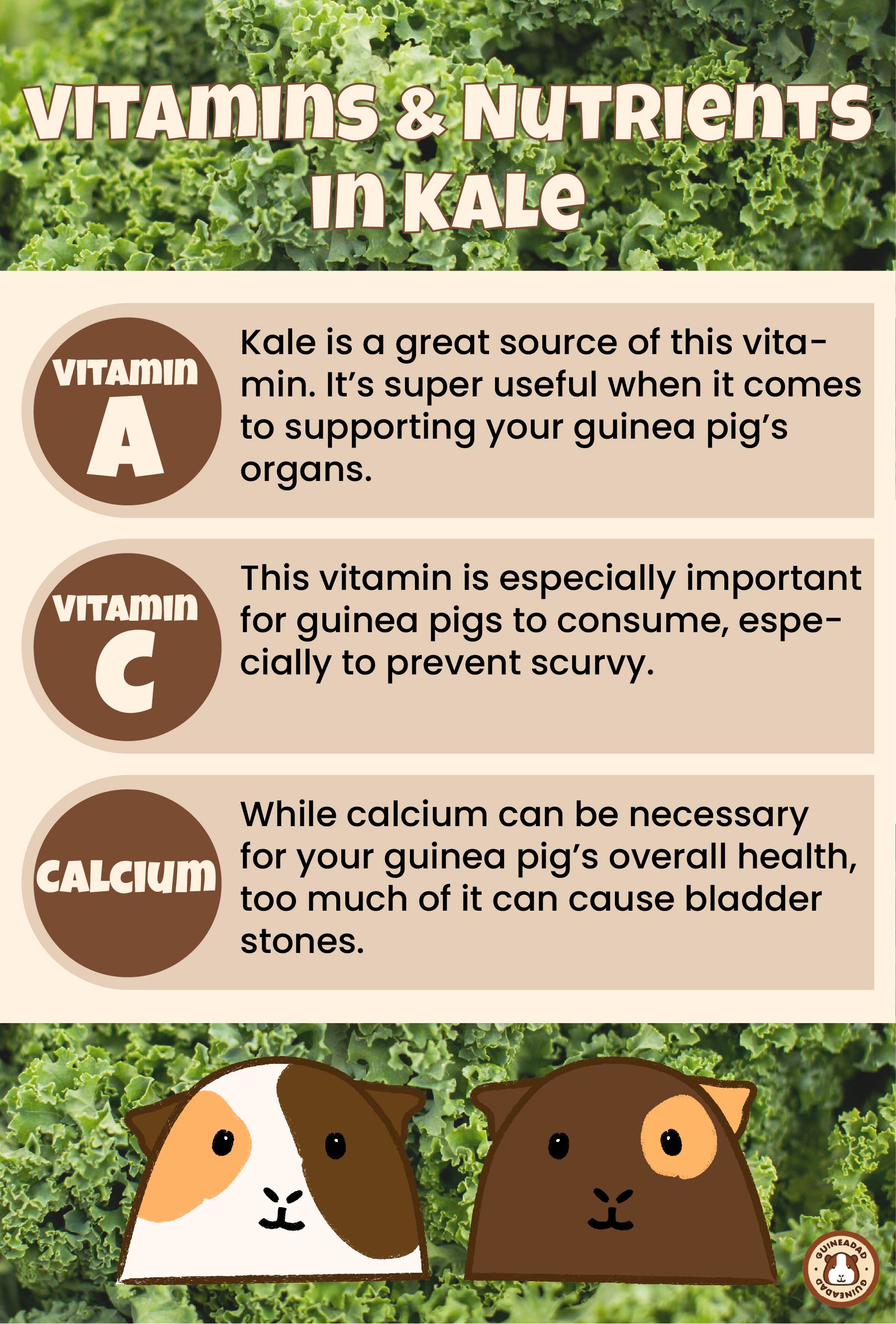 Infographic displaying the vitamins and nutrients in kale for guinea pigs