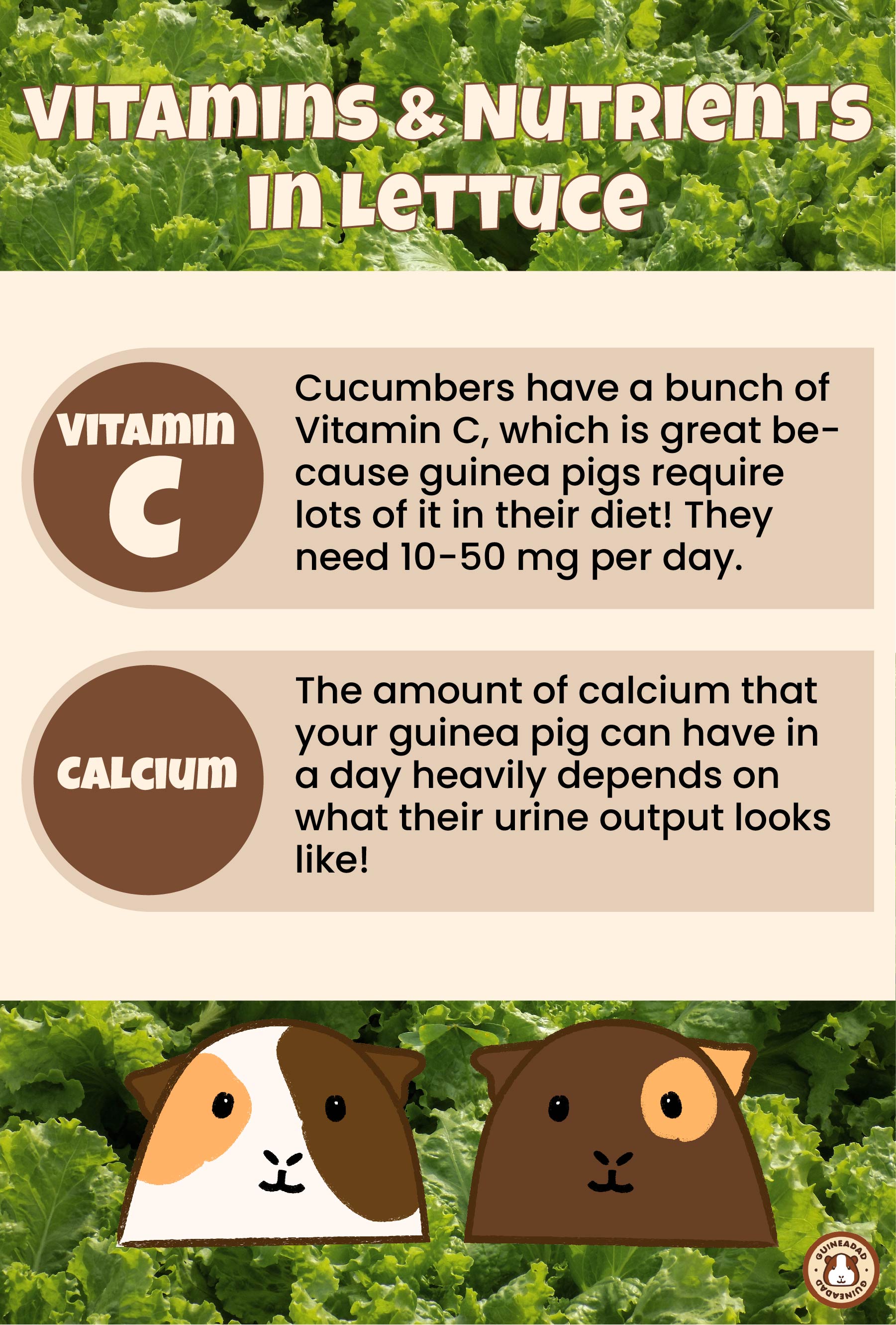 Infographic displaying the vitamins and nutrients in lettuce for guinea pigs