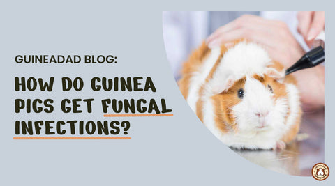 Fungal infections in guinea pigs