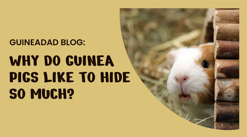 Why do guinea pigs like to hide so much?