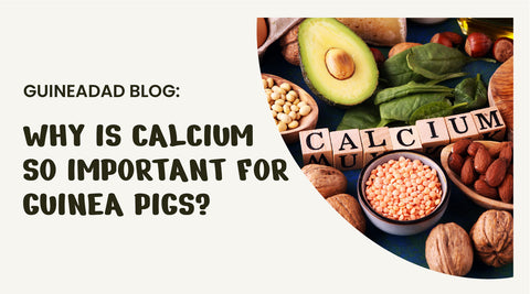 Why is calcium important for guinea pigs?