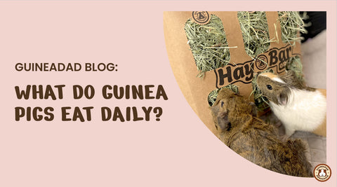what do guinea pigs eat daily?