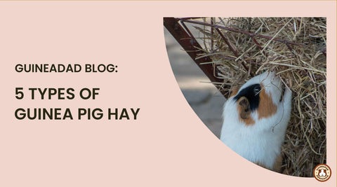 5 types of hay for guinea pigs