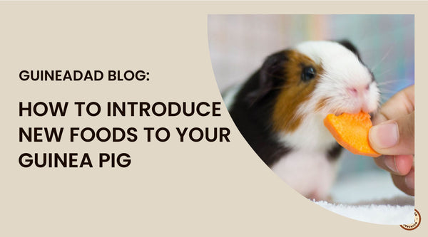 https://guineadad.com/blogs/news/how-to-introduce-new-foods-to-your-guinea-pig?_pos=3&_sid=b34b165dc&_ss=r