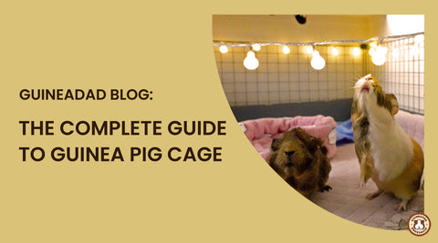 The Complete Guide to Guinea Pig Cages