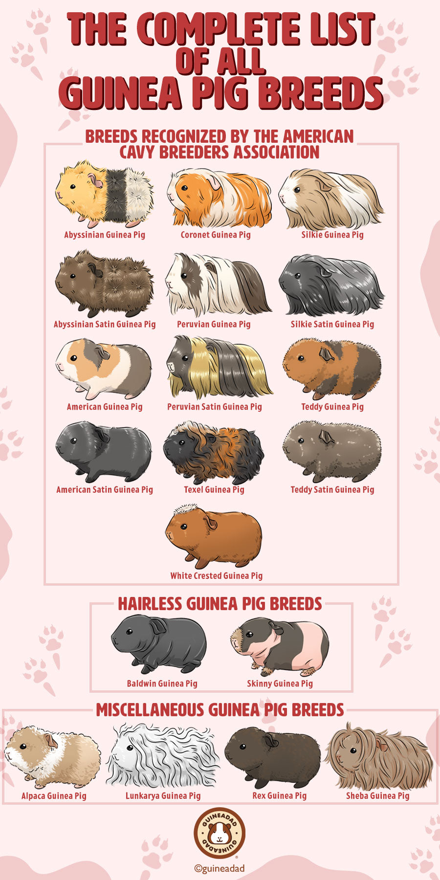The Complete List of All Guinea Pig Breeds