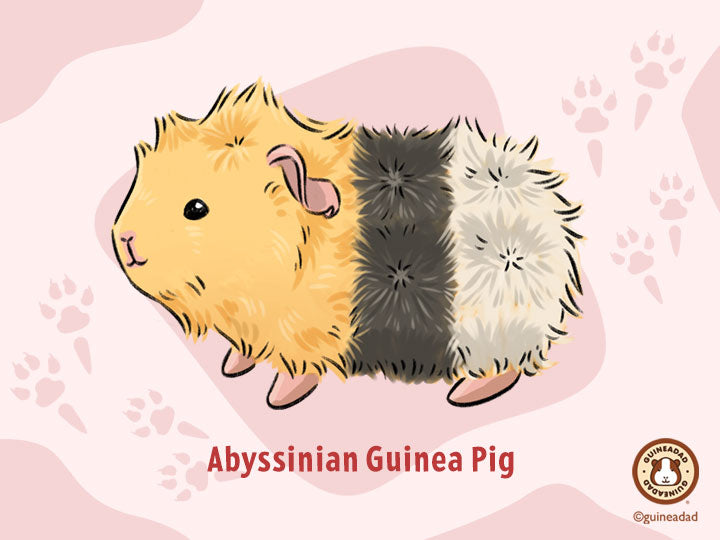 Abyssinian Guinea Pig illustration