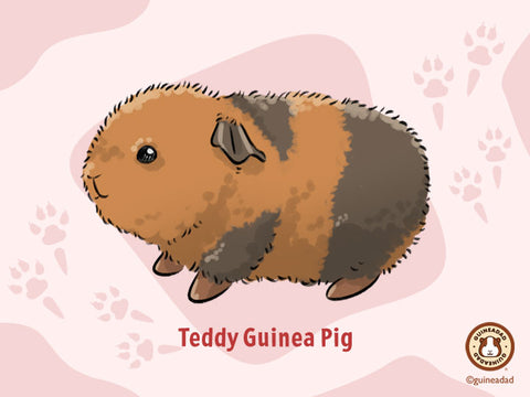 Teddy Guinea Pig