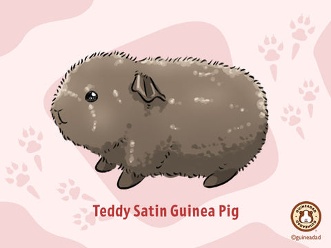 Teddy Satin Guinea Pig