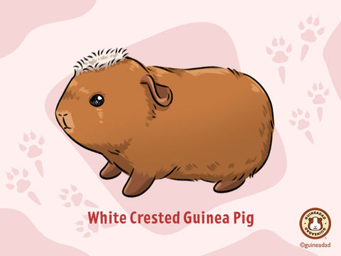 White Crested Guinea Pig