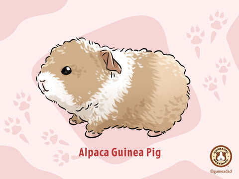 Alpaca Guinea Pig