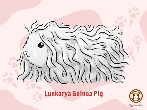 Lunkarya Guinea Pig