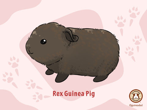 Rex Guinea Pig