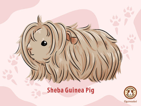Sheba Guinea Pig