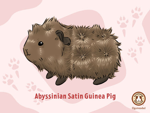 Abyssinian Satin Guinea Pig