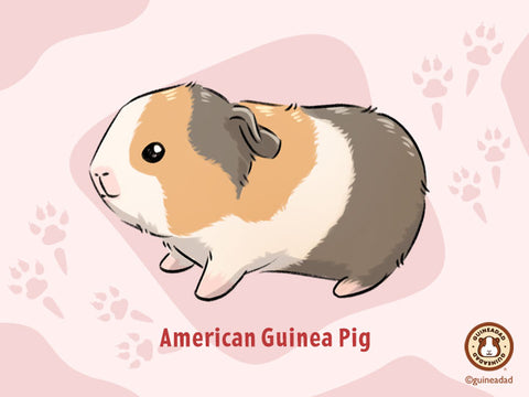 American Guinea Pig
