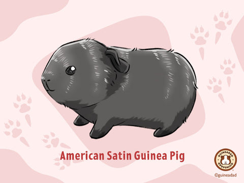 American Satin Guinea Pig