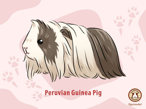 Peruvian Guinea Pig