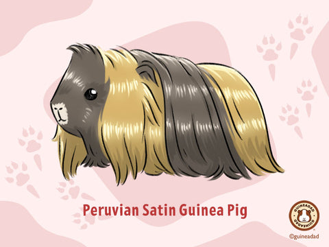 Peruvian Satin Guinea Pig