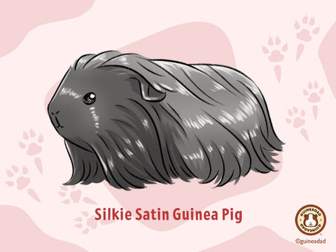 Silkie Satin Guinea Pig