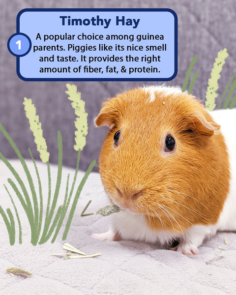 The Best Types of Guinea Pig Hay 