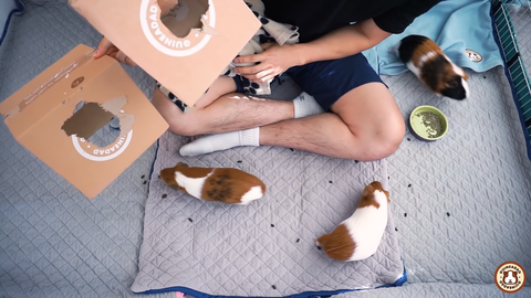 Bond with your guinea pig