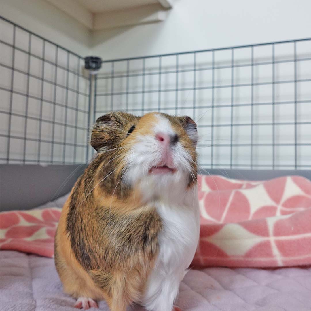 Offbeat Piggy Condo guinea pig C&C cage