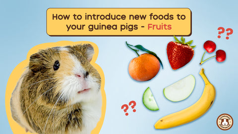 Juicy Tips for Introducing Fruits to Your Guinea Pig's Diet