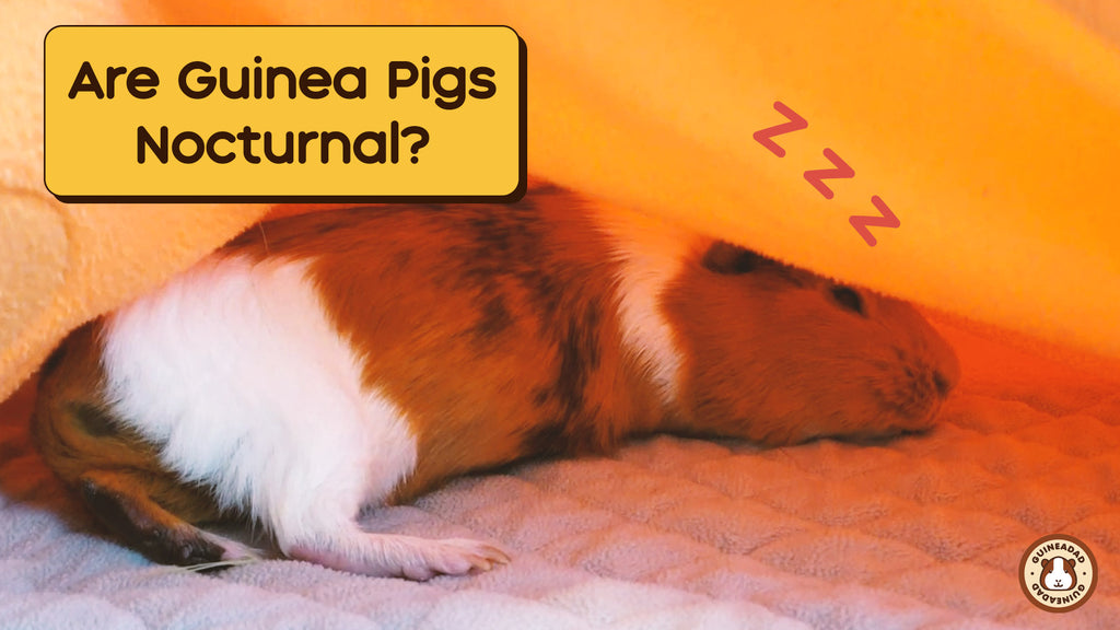Are Guinea Pigs Nocturnal?💤😴(2023 Update!)