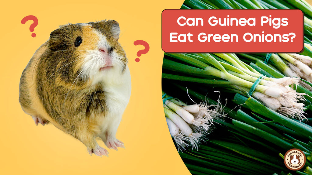 Can Guinea Pigs Eat Green Onions? Blog