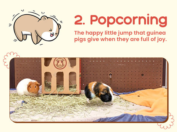 guinea pig happy popcorn in C&C cage