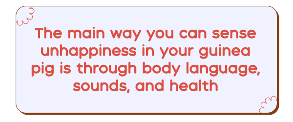 main ways to tell if your guinea pig is unhappy is through body language, sound, and health