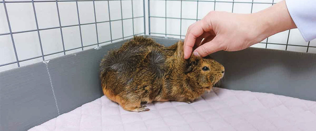 premium guineadad liner ideal for pets and cuddles