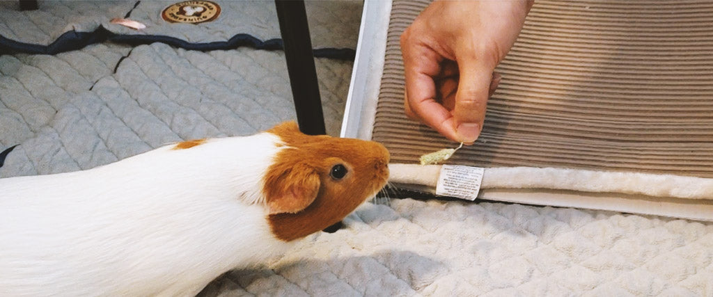 hand feeding guinea pig treats to gain trust