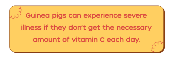 vitamin c is important to guinea pigs because they get sick without it