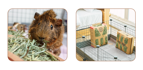 Guinea pig eating timothy hay and timothy hay in ideal cage set up