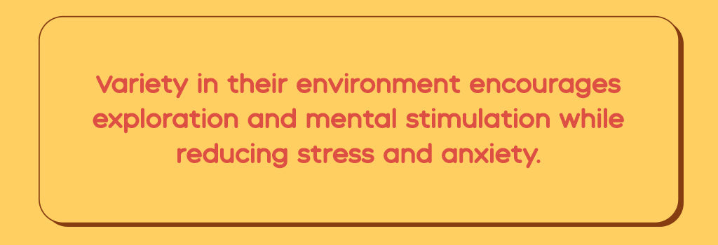 Variety in their environment encourages exploration and mental stimulation while reducing stress and anxiety.